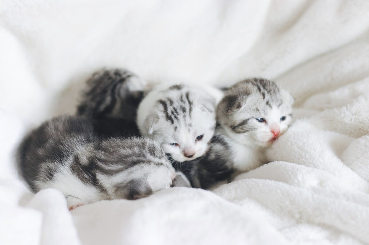 Why are cats so curious? Want to touch everything? Is it just because of the paws? iNEWS