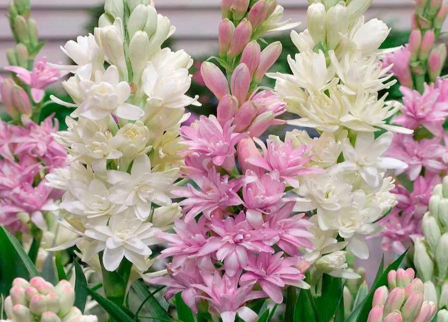 "Queen of the Night" Tuberose. perennial plant iMedia