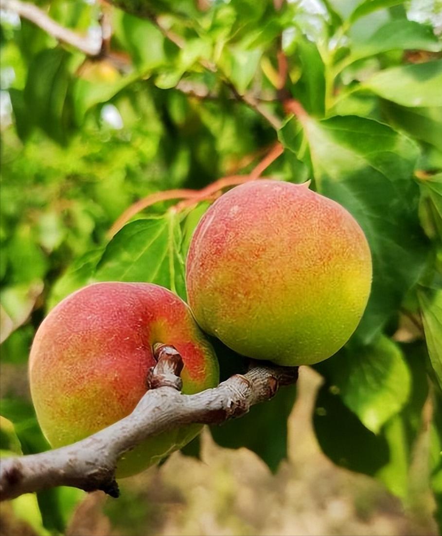 If you buy too many apricots, you can't finish them. Don't waste them
