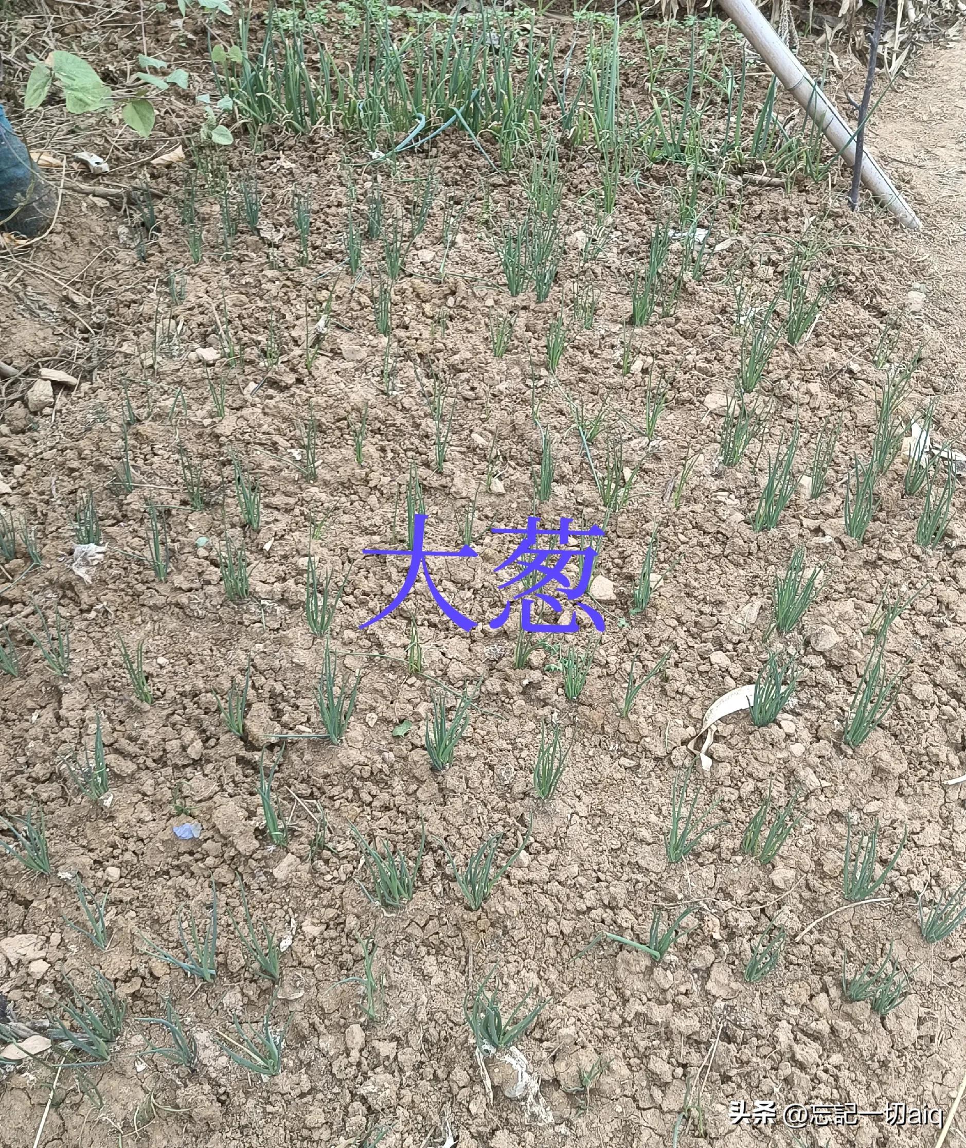 What is the difference between onion and garlic? iNEWS