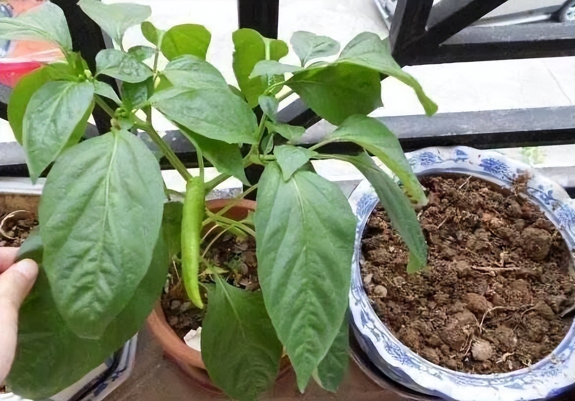 Grow peppers at home, 3 simple steps, the peppers are covered with