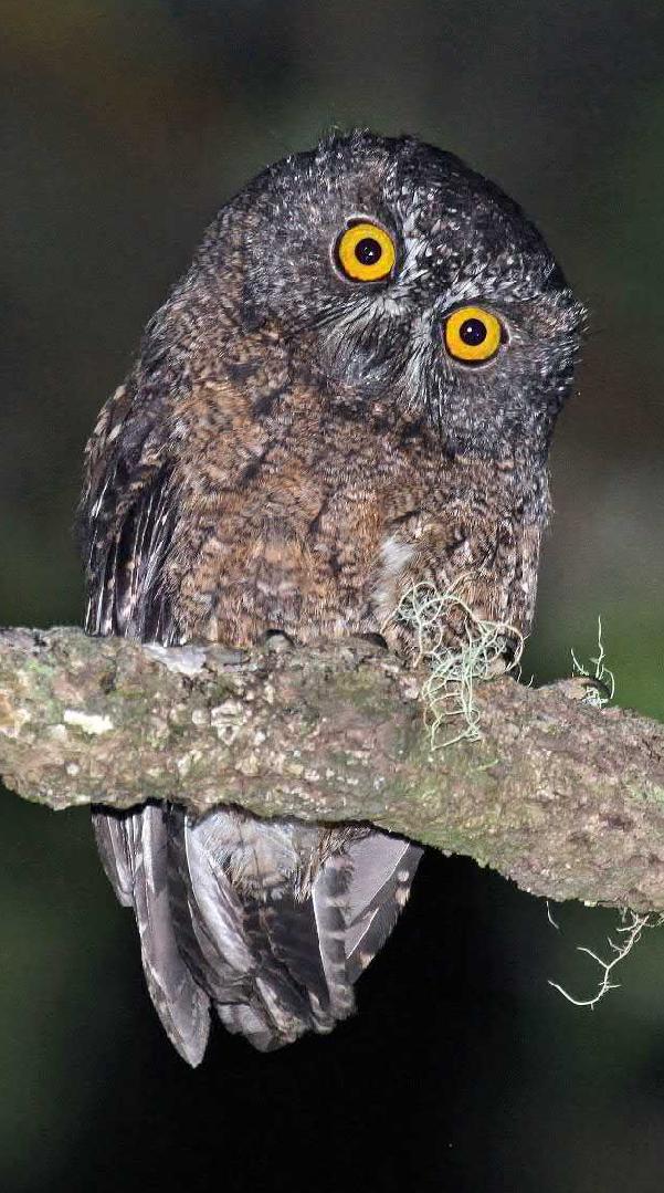 World of Owls (Grande Comor Islands SCops Owl) - iNEWS