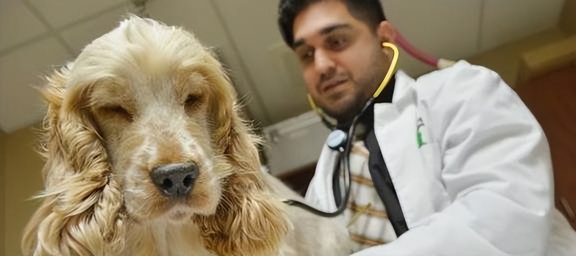 Dehydration in dogs is dangerous, and 5 signs your dog needs to be