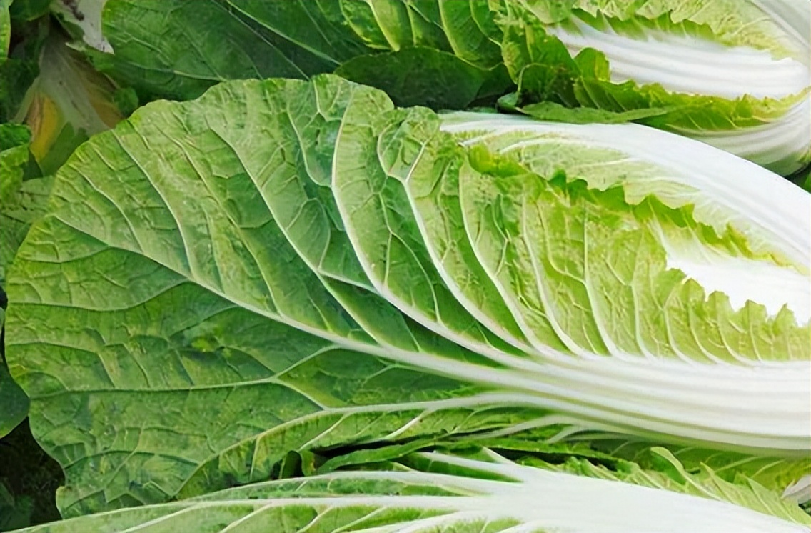 Cabbage is a "hair" of thyroid nodules?Reminder If you don't want