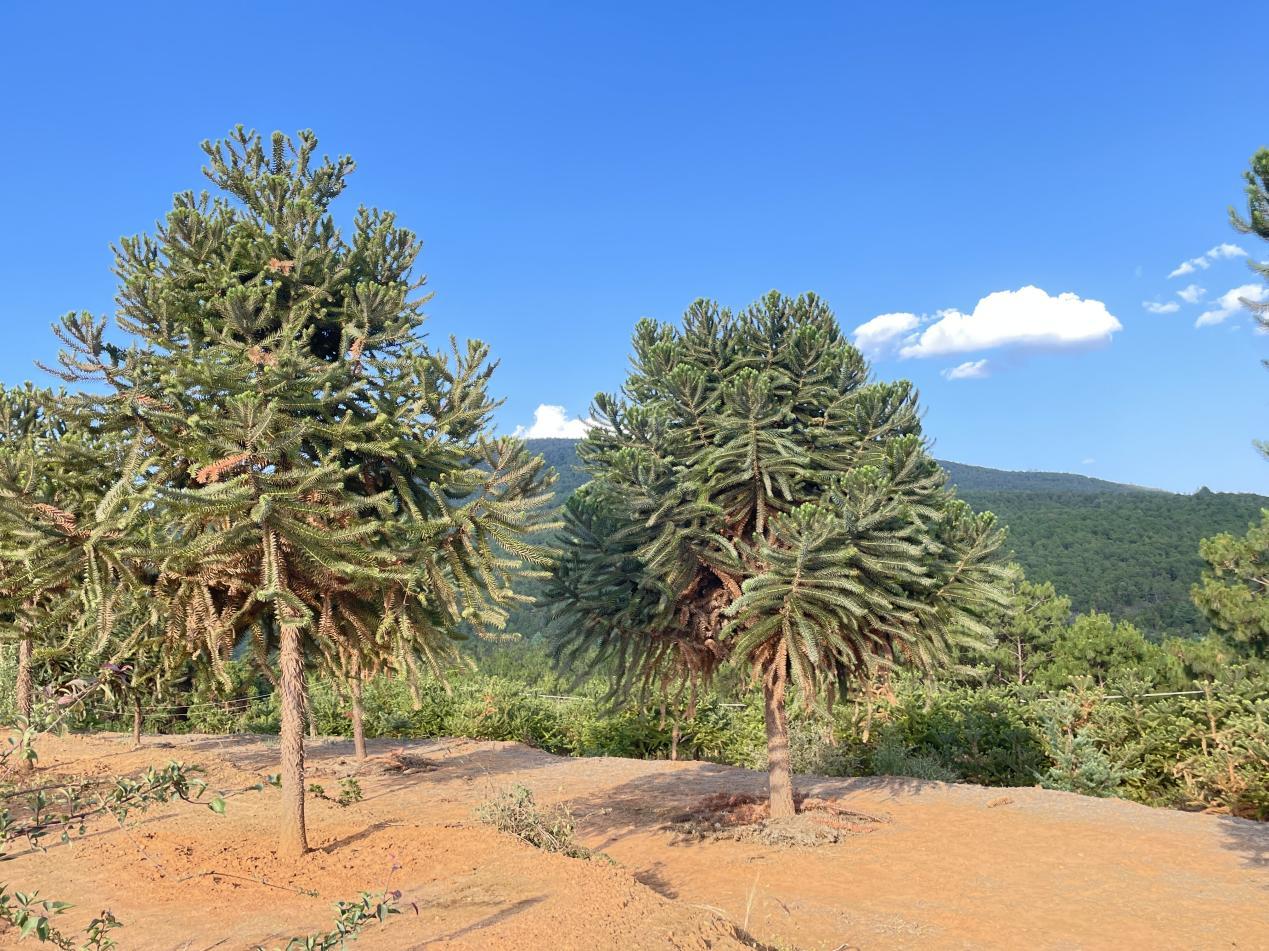 Where does Parana pine grow? iMedia