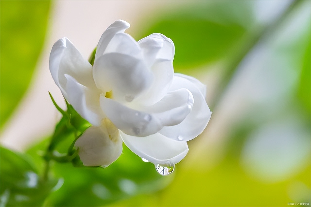 Jasmine cultivation methods and precautions, watering and fertilizing methods, luxuriant foliage