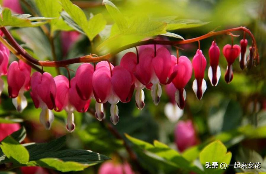 There are 6 kinds of highvalue flowers in the home, which can be