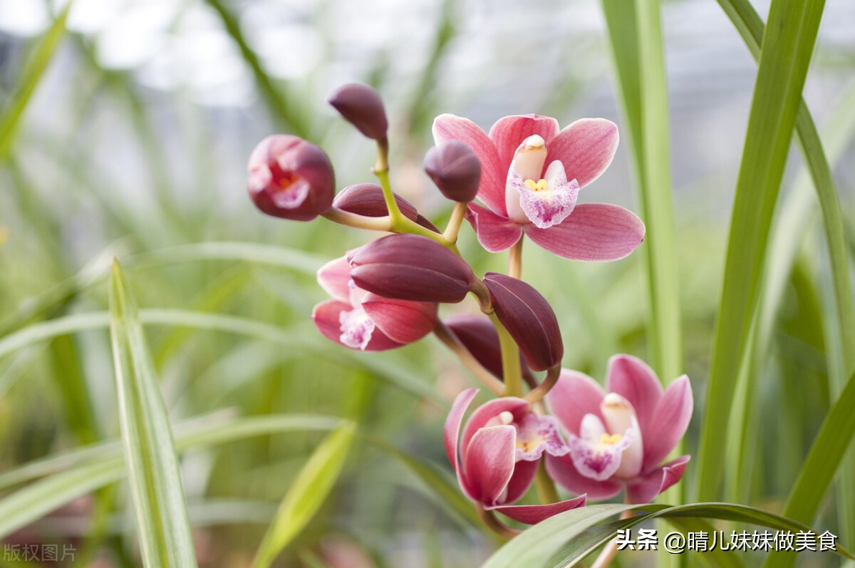 When should I repot my orchids? Do orchids need to be repotted? Be careful it's hypoxic and