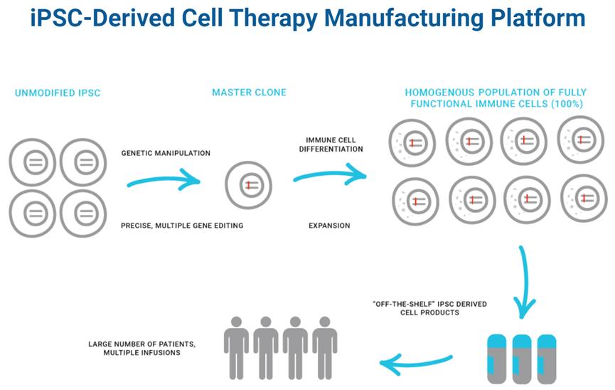 Inventory of 40 stem cell therapy companies iNEWS