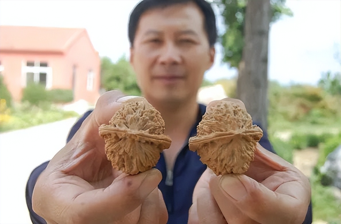 how-does-wenwan-walnut-make-the-perfect-pulp-these-3-tricks-are-enough