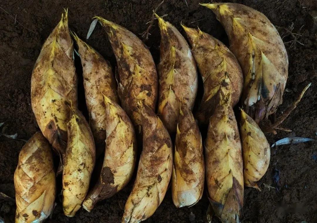 Have you eaten bamboo shoots this spring? iMedia