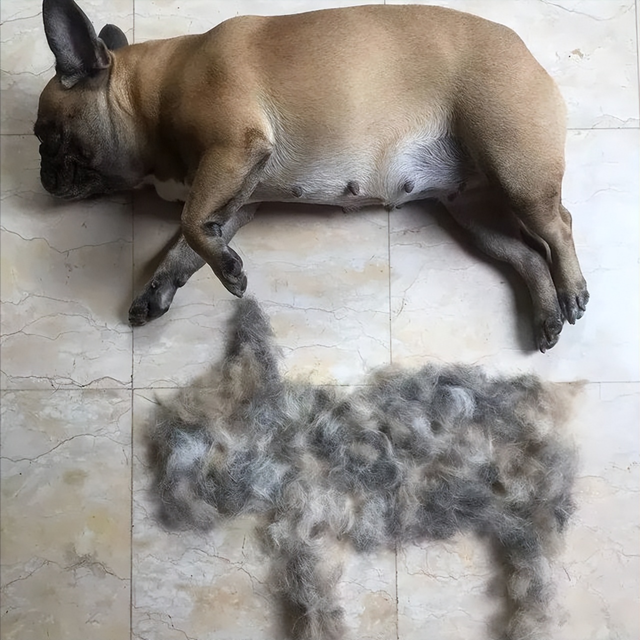 7 reasons behind the crazy hair loss of dogs, reasons and solutions for