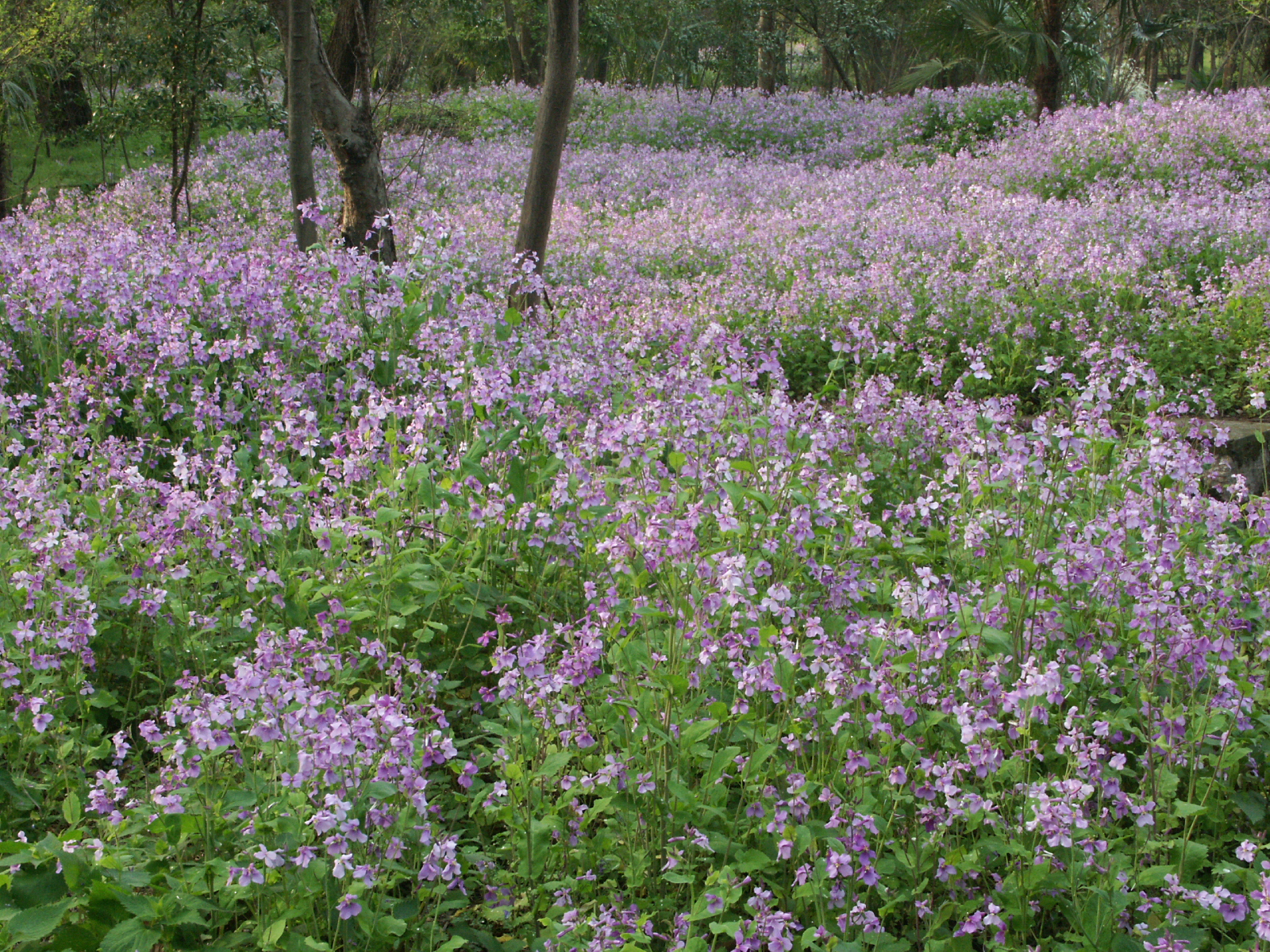 二月兰 优良的早春观花植物 花期长 花朵繁茂 资讯咖 二月兰 优良的早春观花植物 花期长 花朵繁茂 资讯咖