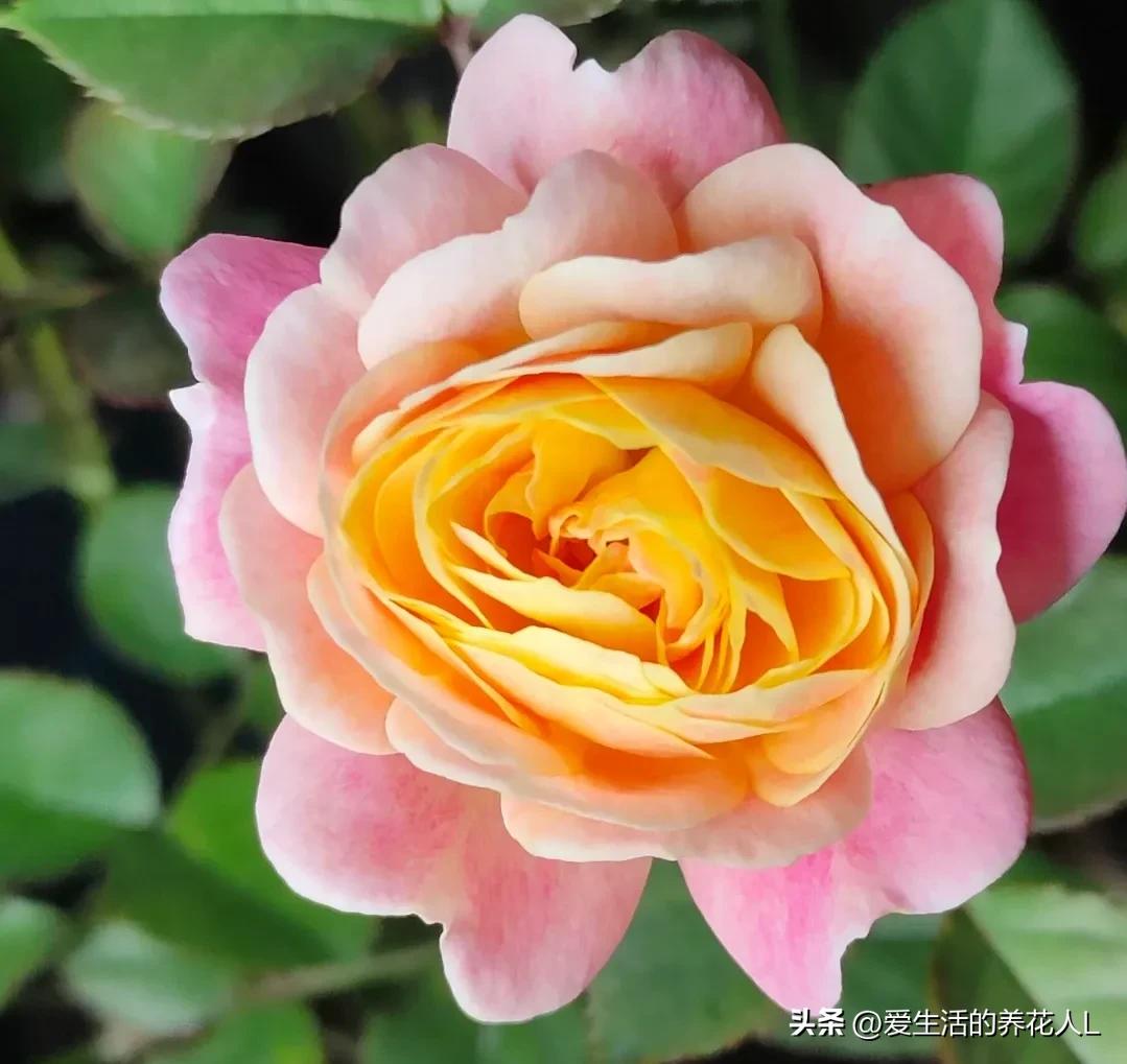 Share pictures, beautiful and moving rose flowers, blooming brilliantly ...