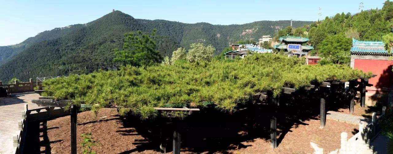 Come to places like Taiyuan and feel the charm of ancient trees - iNEWS