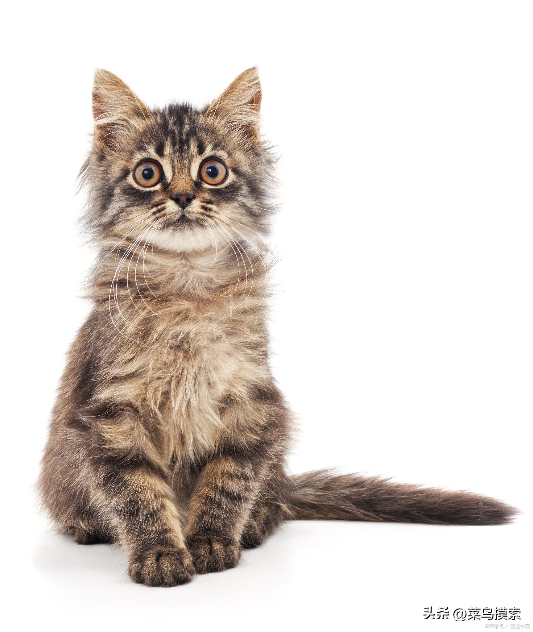 what-should-a-2-month-old-kitten-eat-and-how-to-care-for-it-inews