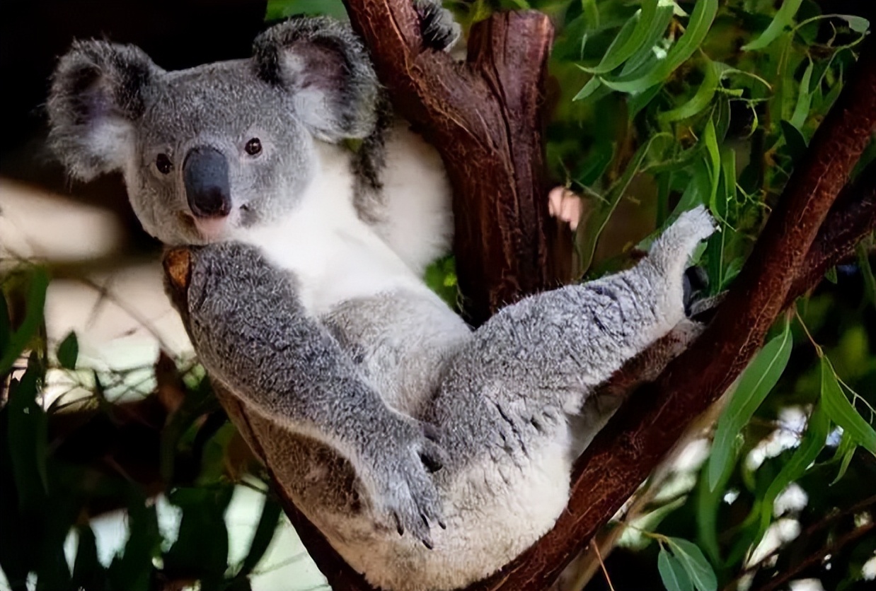 Koalas A Research Exploration of Fascinating Traits and Unique