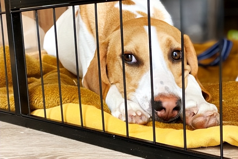 Is Boarding a Dog Stressful? The Care Required and What You Can Do