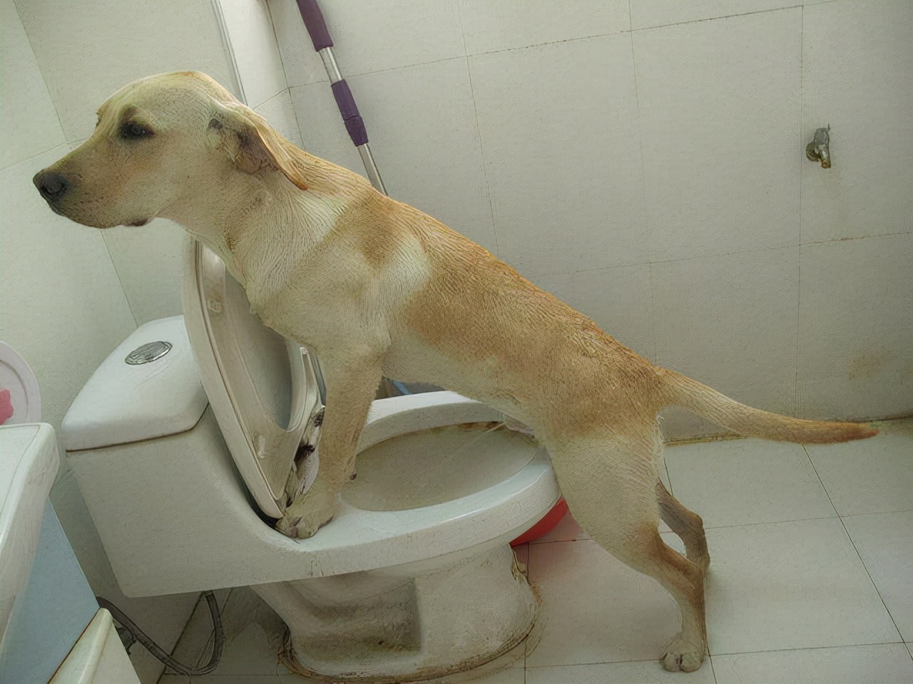Do dogs look at you when they poop?Behind the phenomenon is worth