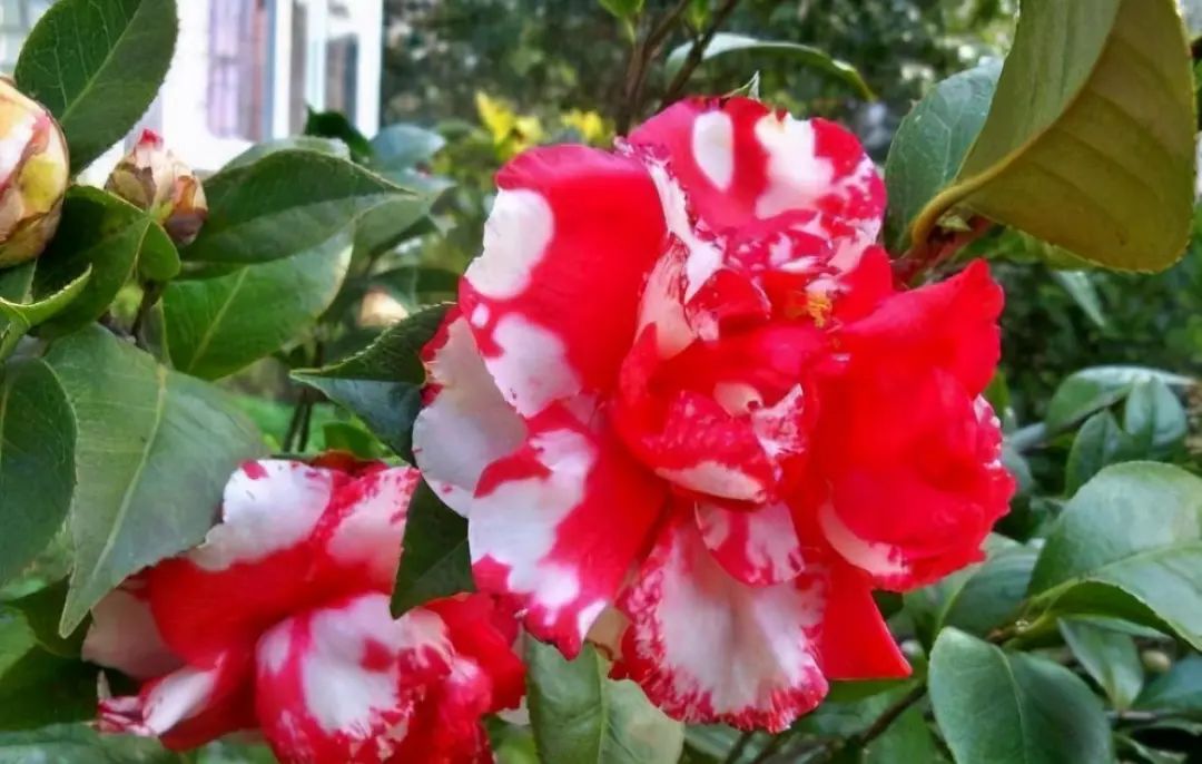 When raising camellias in autumn, keep in mind 5 key points, no yellow
