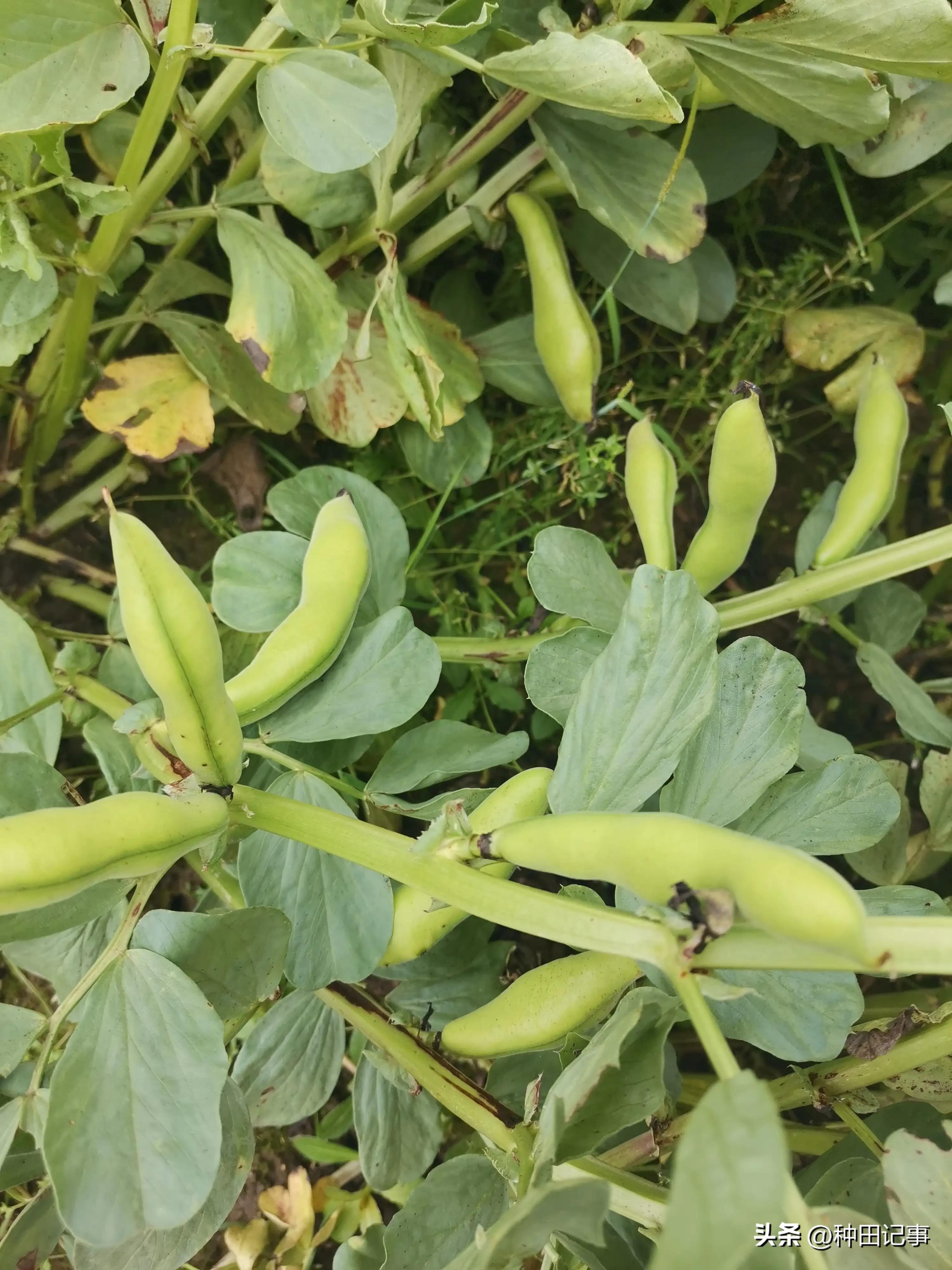 Farming Notes Peas, Broad Beans, Edamame iMedia