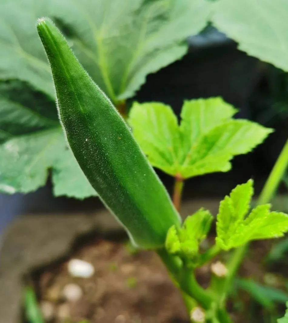 Okra, does it really nourish the kidneys? iNEWS