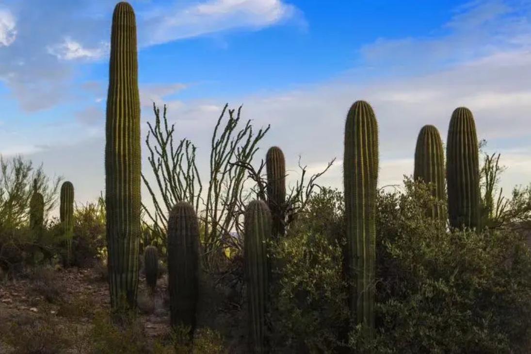 How long can a cactus live without water? You will know after reading
