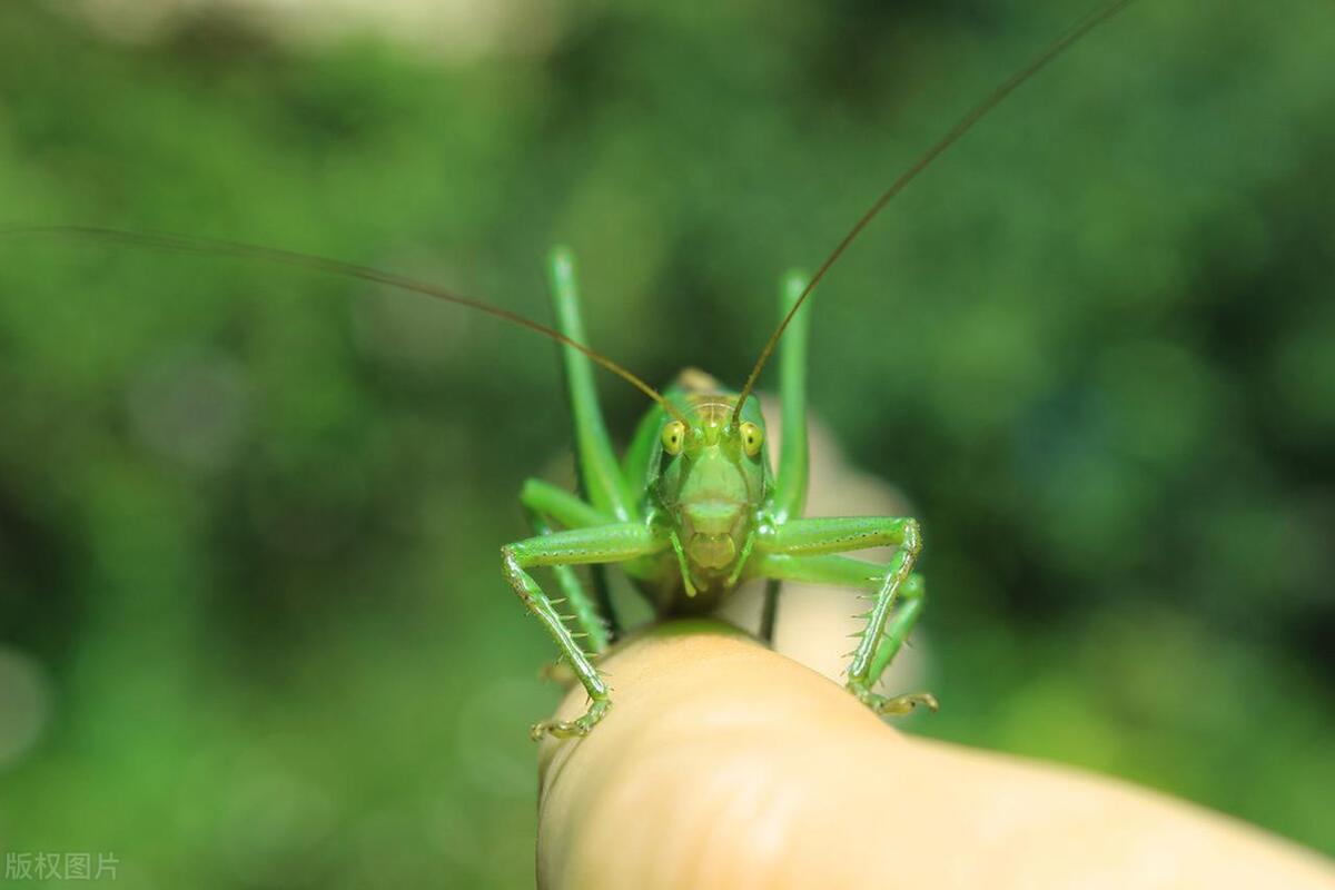 Locust Introduction Is a grasshopper a locust? What is the difference between a grasshopper ...