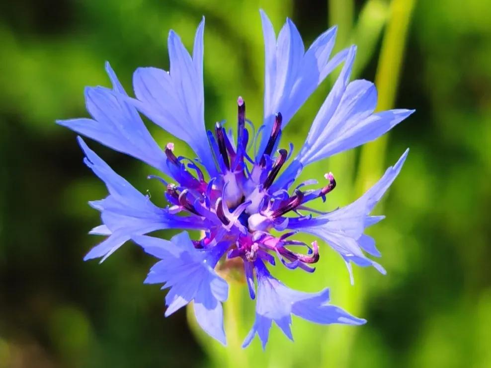 The highvalue flowers who are face to face with us are lovely, where