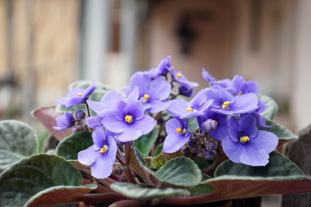 African Viola has a long flowering period, regardless of the season, it ...