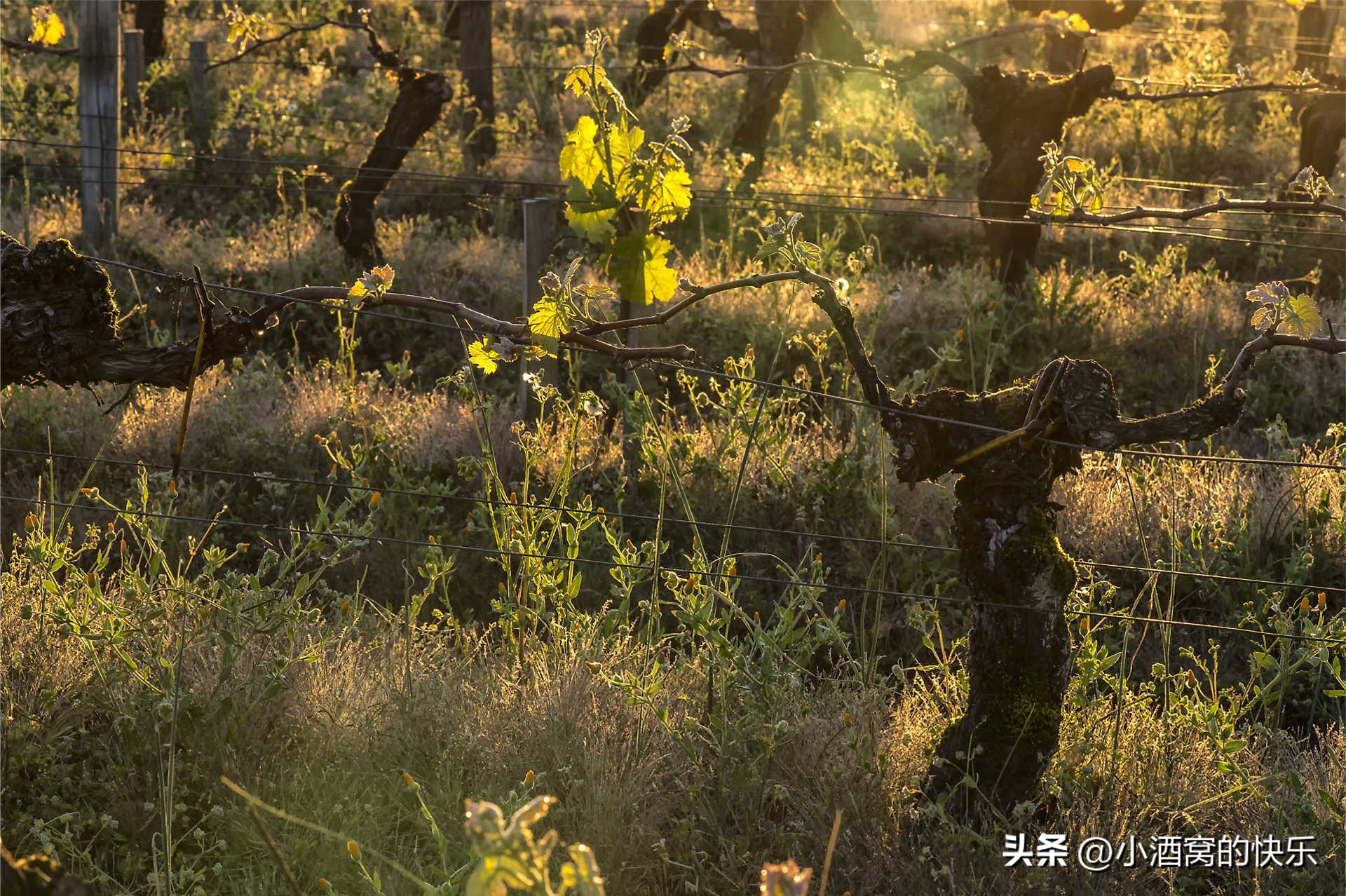 French Bordeaux Winery Vieux Chateau Certan iNEWS