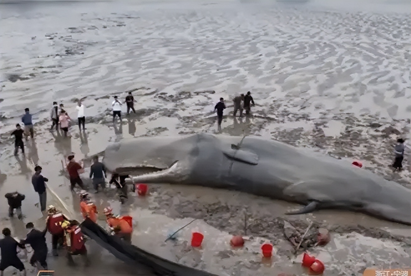 Successfully rescued a 19-meter sperm whale!Why is the success rate of