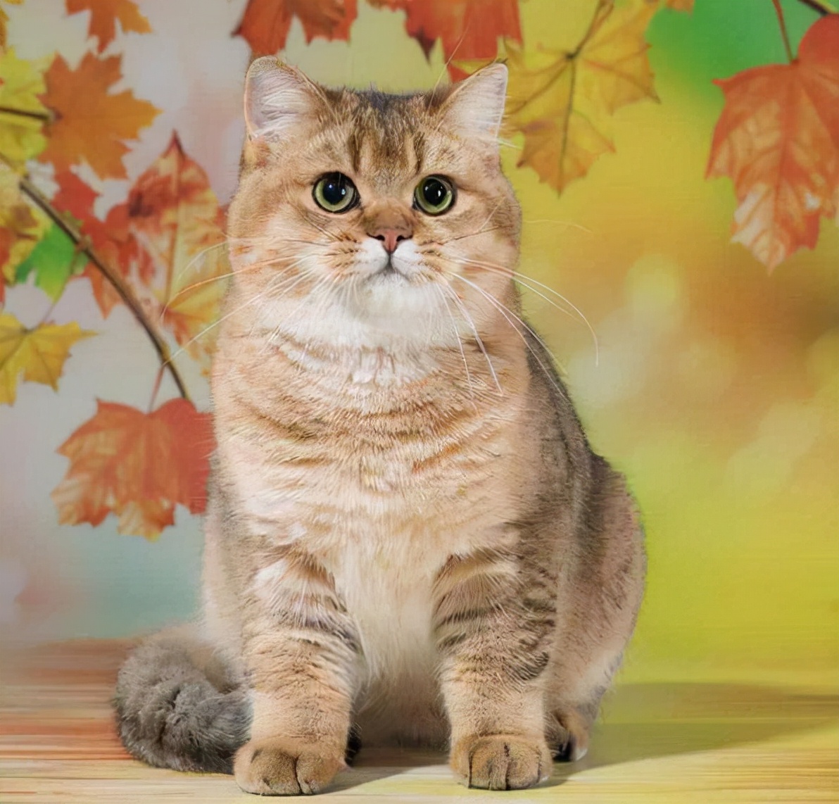 How to identify the appearance of golden gradient cat? - iMedia