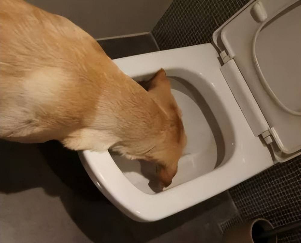Why do dogs like to drink toilet water, in fact, there are these reasons iMedia