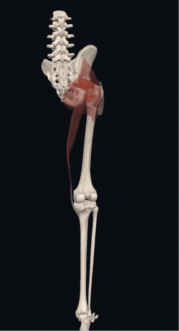 "Muscle Learning" Glutes iNEWS