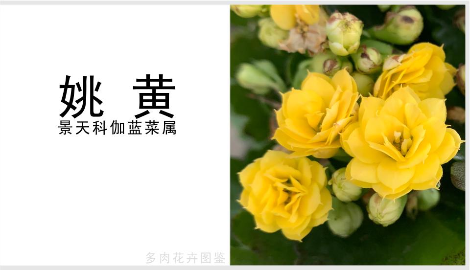 「姚黃」是一款黃色系長壽花,花開鮮艷好看 - 資訊咖