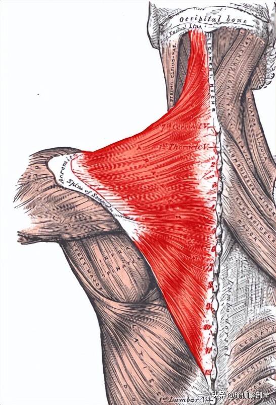 The trapezius muscle is too thick and looks old, what should I do?Do