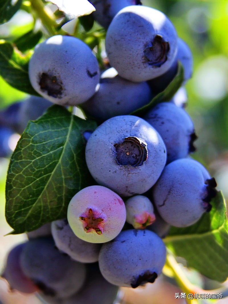 Blueberry is not a 
