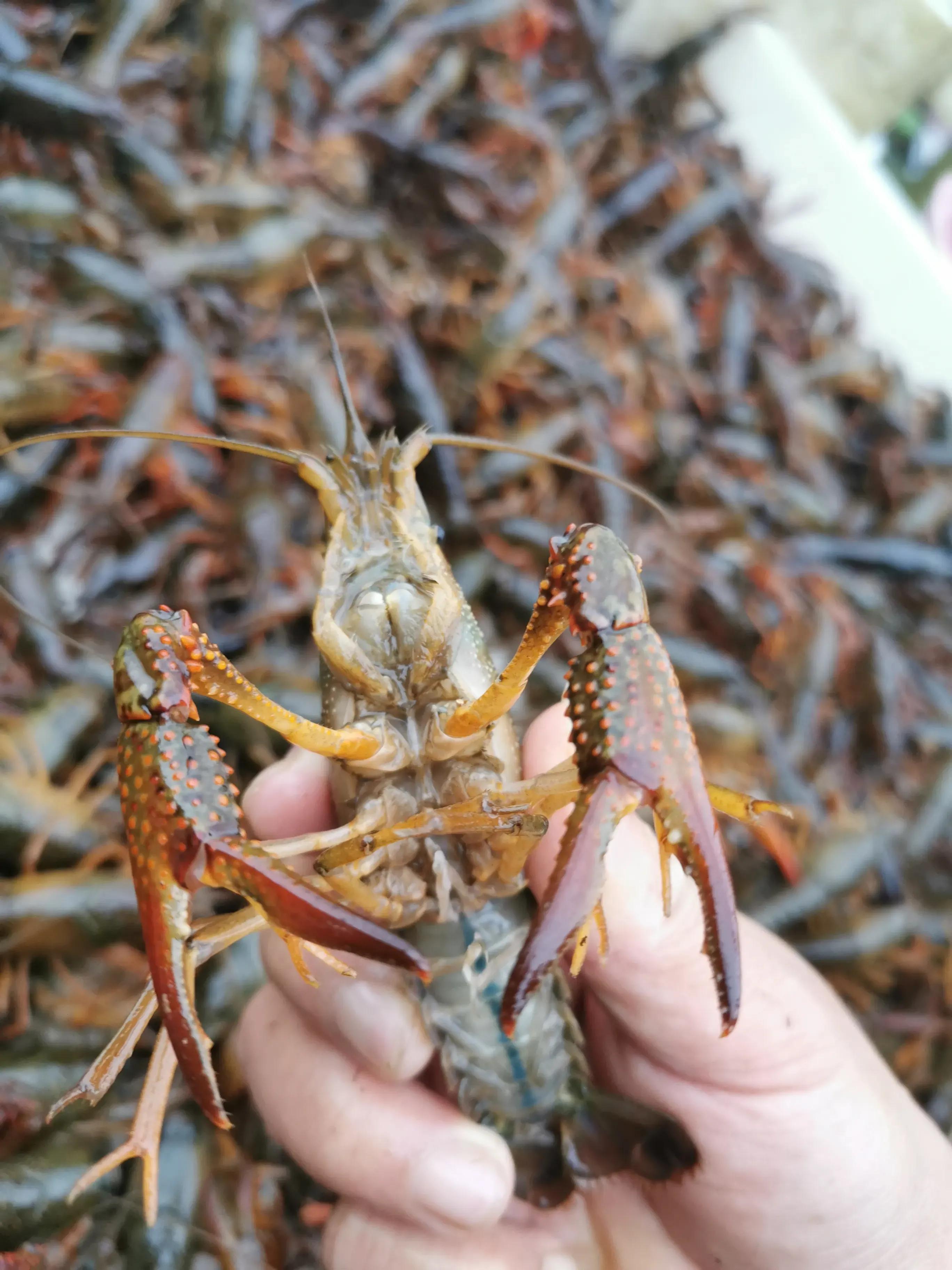 If you want crayfish to be delicious and hygienic, remember this