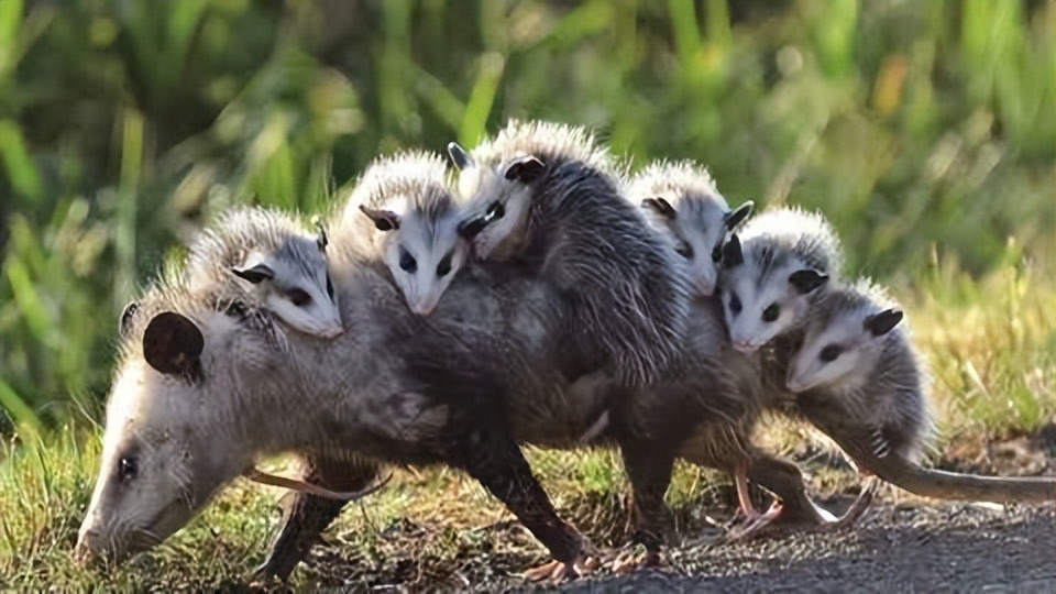 Playing dead, immune to snake venom, how amazing is this possum? - iMedia