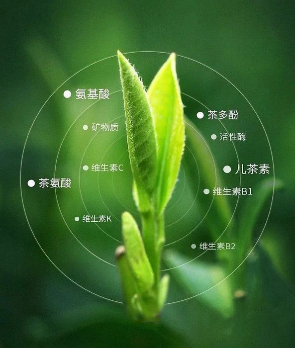 The sweetness of white tea, the perfect fulfillment iNEWS