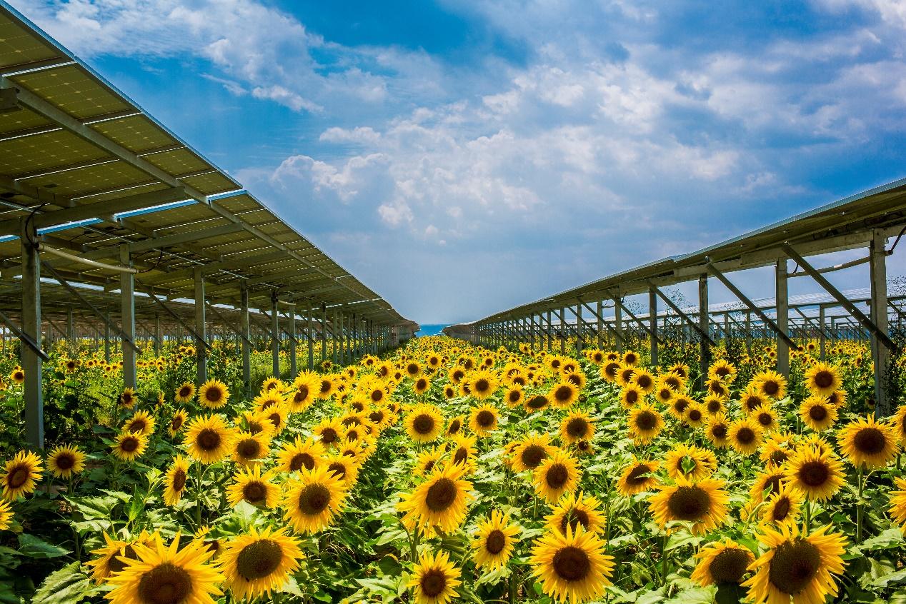 The innovation road of LONGi Green Energy - iNEWS