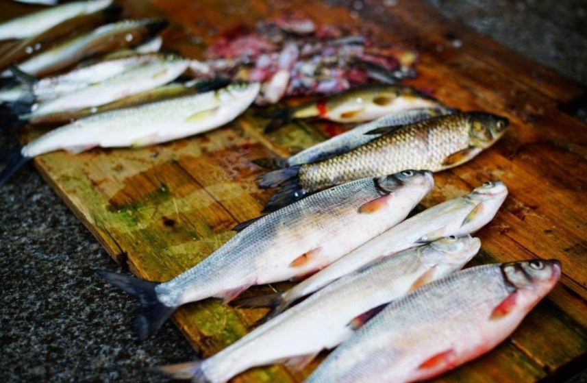 How easy and delicious is it to make fish for cats?Cats are also like