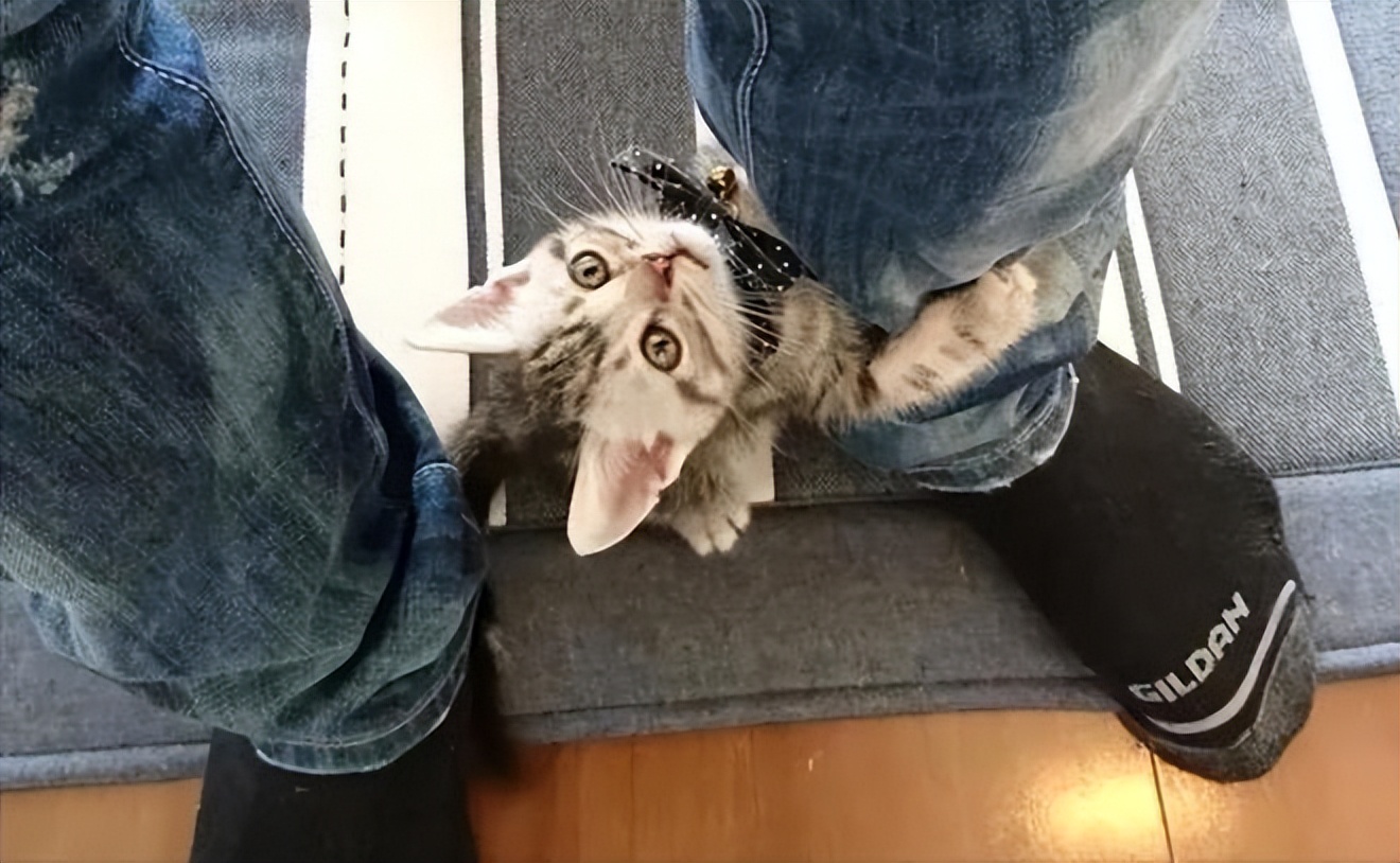 The cat "pulls" you with its paws? If you don't understand, it means