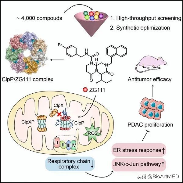 Mitochondrial ClpP agonists intervene in protein homeostasis and make ...