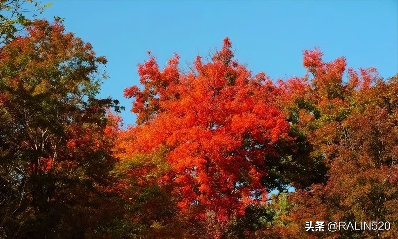 The most beautiful is maple leaf red, 6 red maple holy places are ...