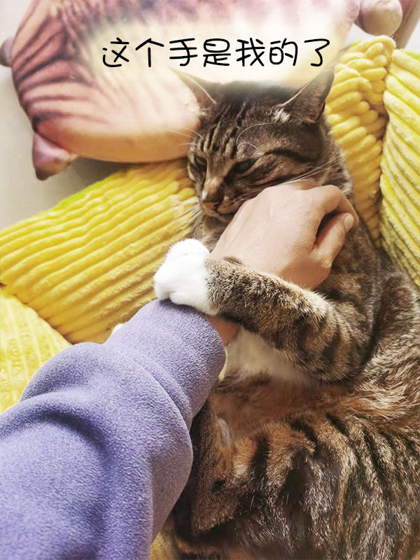 Do cats get squished when they sleep with people? iNEWS