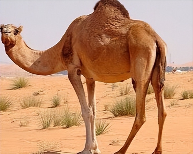 To eliminate more than 1 million camels!Australia carefully arranges