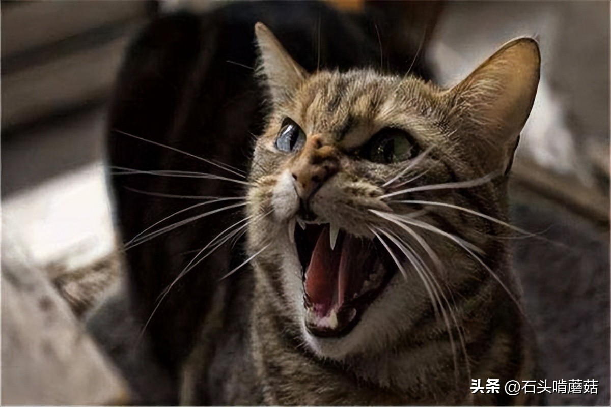 Why do cats hit people for no reason? iNEWS