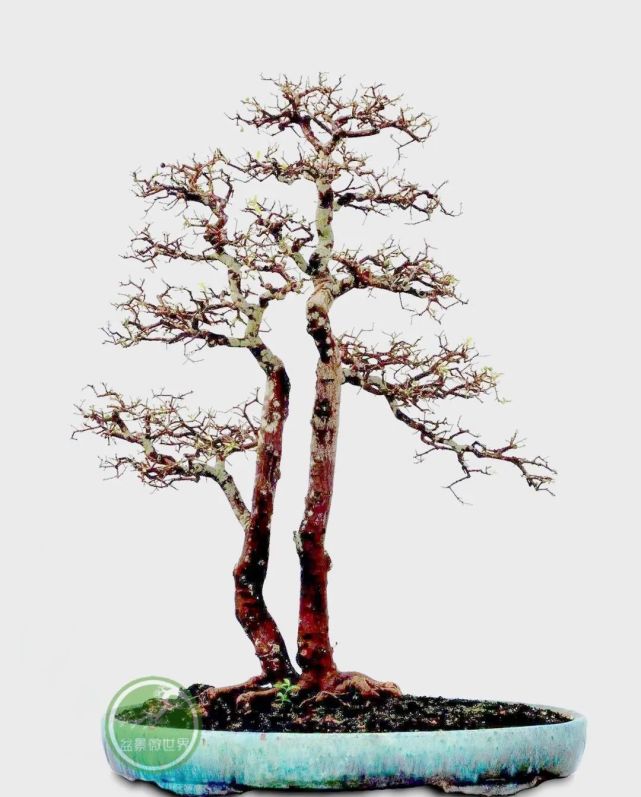 Dongfeng orange is indeed a famous tree in Lingnan - iNEWS